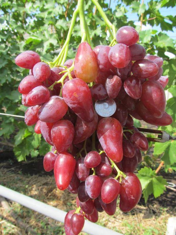 Виноград "дубовский розовый": описание сорта, фото, отзывы