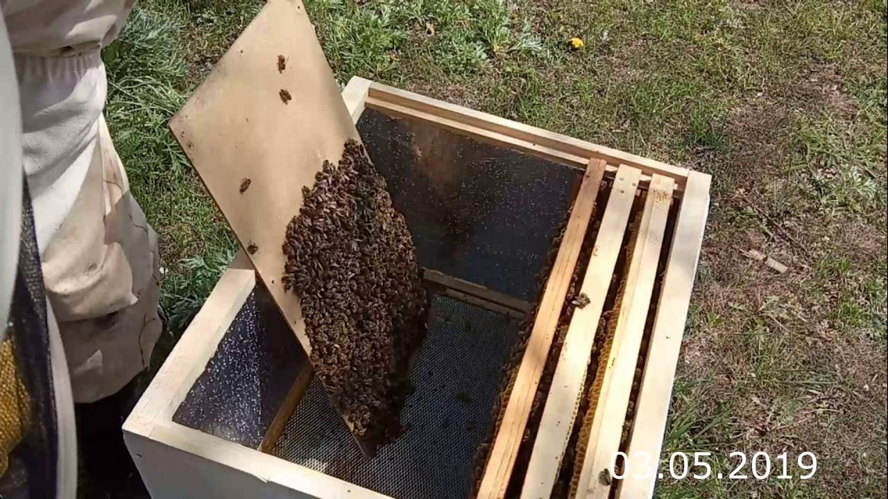 Жизнь нашей пасеки или практическое пчеловодство: вы приобрели пчел, что дальше?