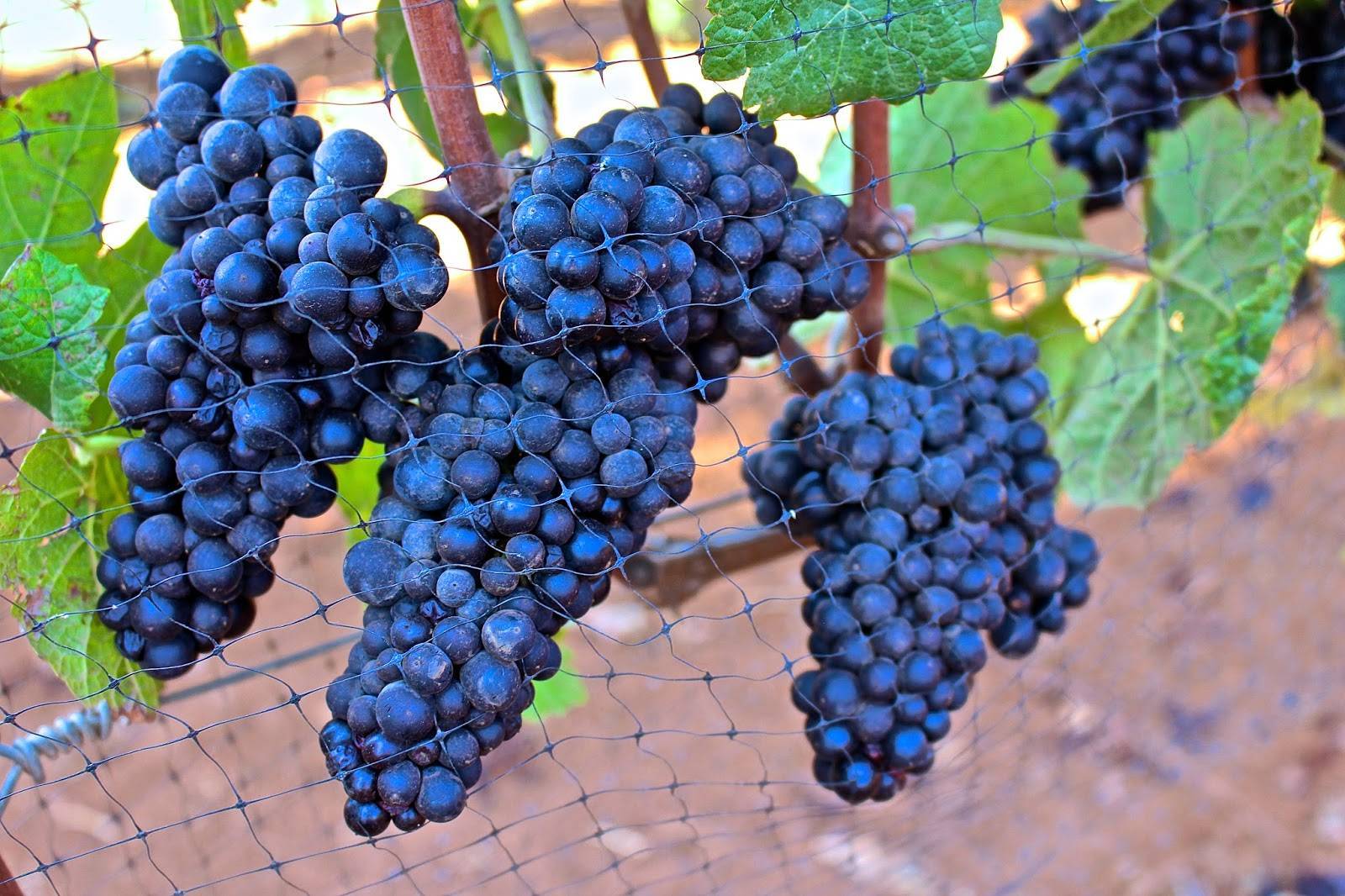 Сорта винограда для вина: секреты виноделия и обзор лучших сортов. рекомендации по посадке и сбору урожая (110 фото и видео)
