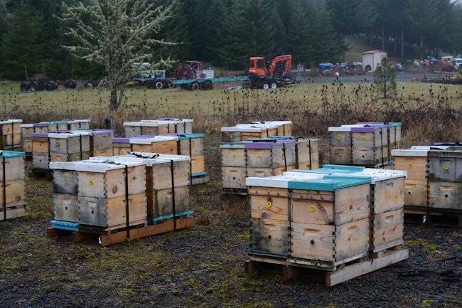 Пчеловодство в канаде