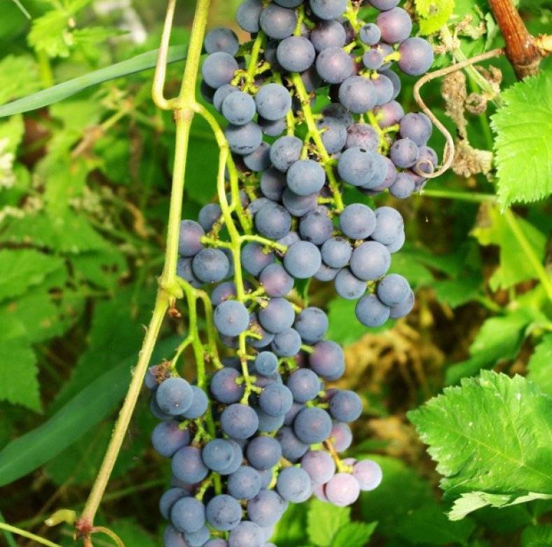 Виноград "зилга": описание сорта, фото, особенности выращивания.