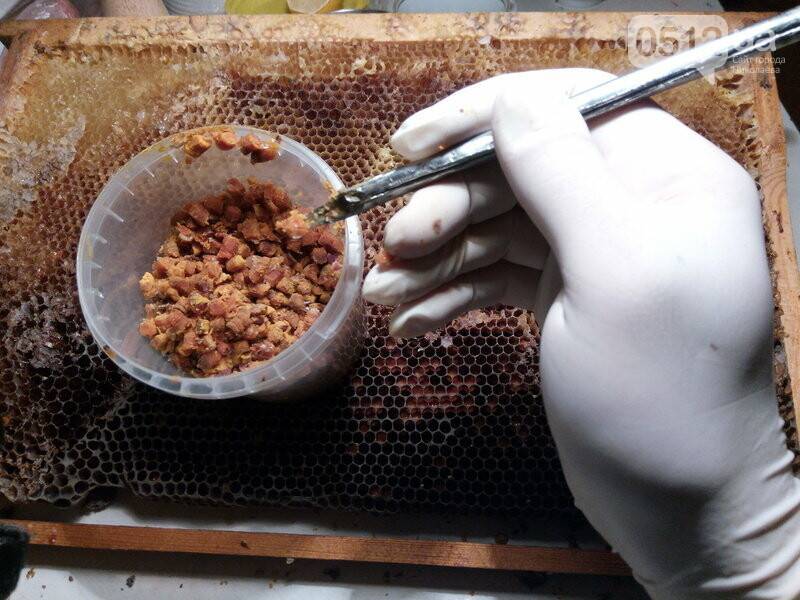 Перга пчелиная: здоровье для мужчин | перга пчелиная | пчеловод.ком
