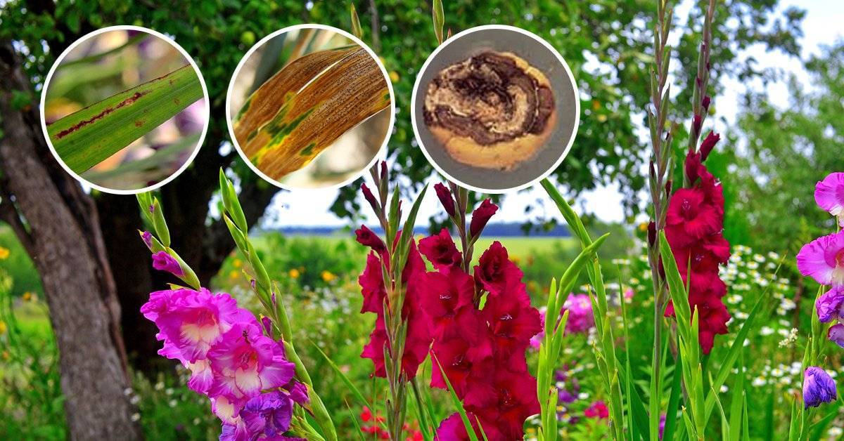 ᐉ почему гладиолусы не цветут – все возможные причины