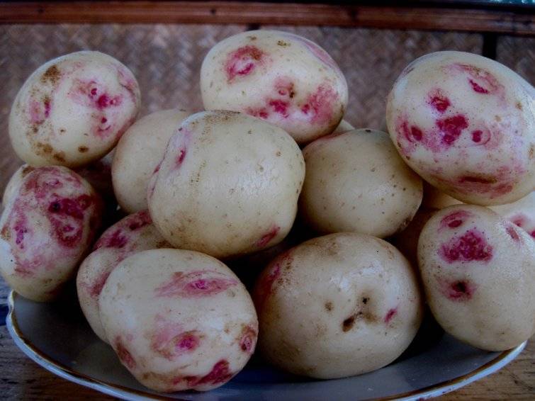 Вкусный сорт картофеля иван-да-марья: подробное описание