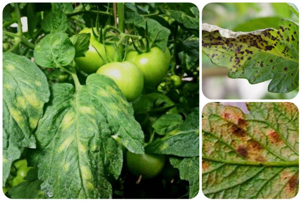 Кладоспориоз томата (бурая пятнистость): способы борьбы и препараты, устойчивые сорта