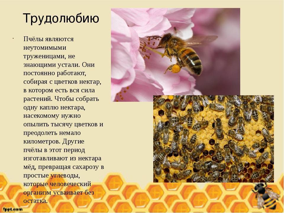 Психология пчелиной семьи и 10 удивительных фактов о пчелах, которых многие не знали
