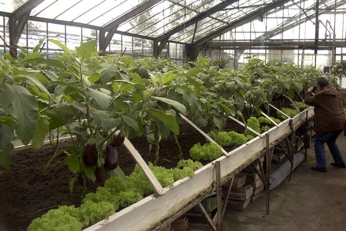 Все о выращивании баклажанов в теплице из поликарбоната