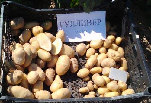 ✅ гулливер: описание сорта картофеля, характеристики, агротехника