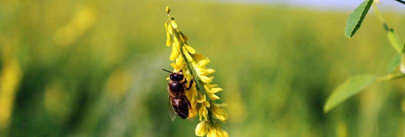 Породы пчел - карпатская, карника, среднерусская, фото и описание медоносных пчел, видео – med-pochtoi.ru