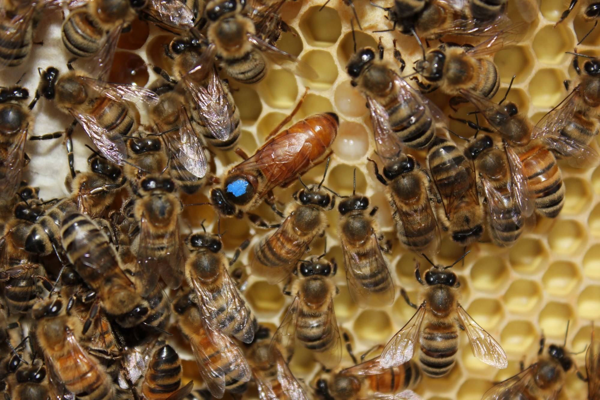Пчелы породы карника: их характеристика, отзывы и видео