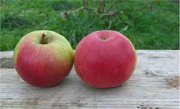 Яблоки уэлси: описание и характеристики сорта, фото и отзывы