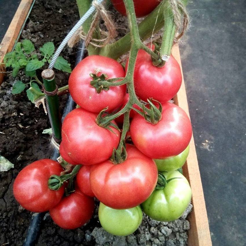 Какие сорта помидоров лучше выбрать для открытого грунта
