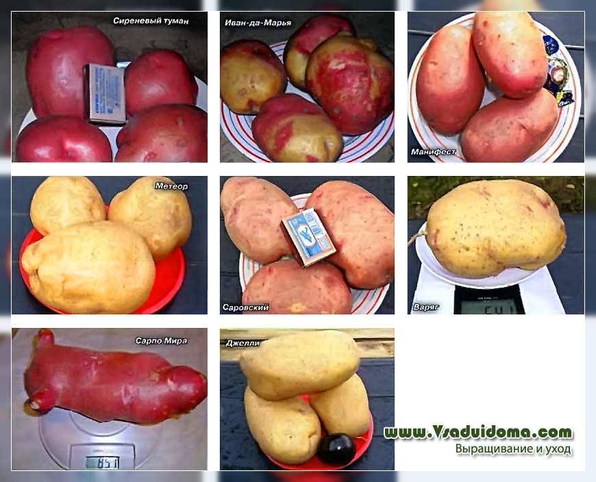 Картофель ласунок: описание и особенности сорта, выращивание, уход