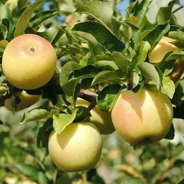 Яблоня болотовское: описание сорта, особенности выращивания, фото