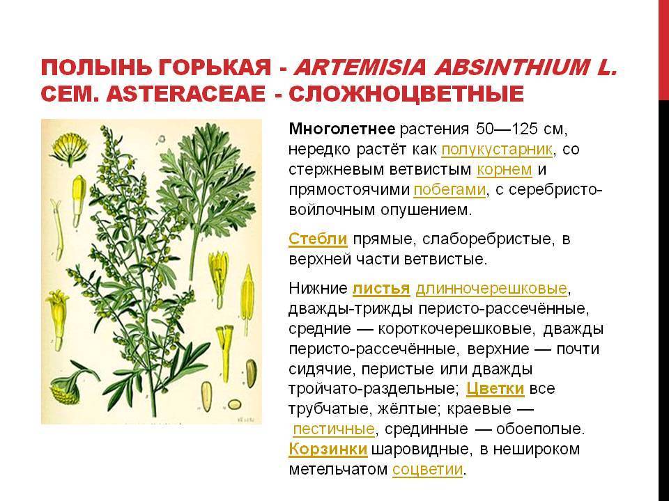 Полынь: трава, которая борется с болью, депрессией и раком?