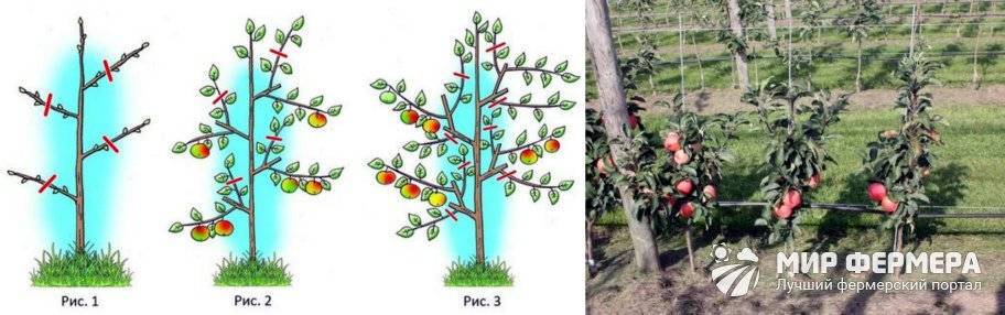 Посадка и уход за колоновидными яблонями – особенности и советы