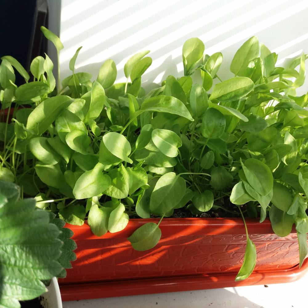 9 видов полезной зелени на подоконнике, выращиваем к новому году!