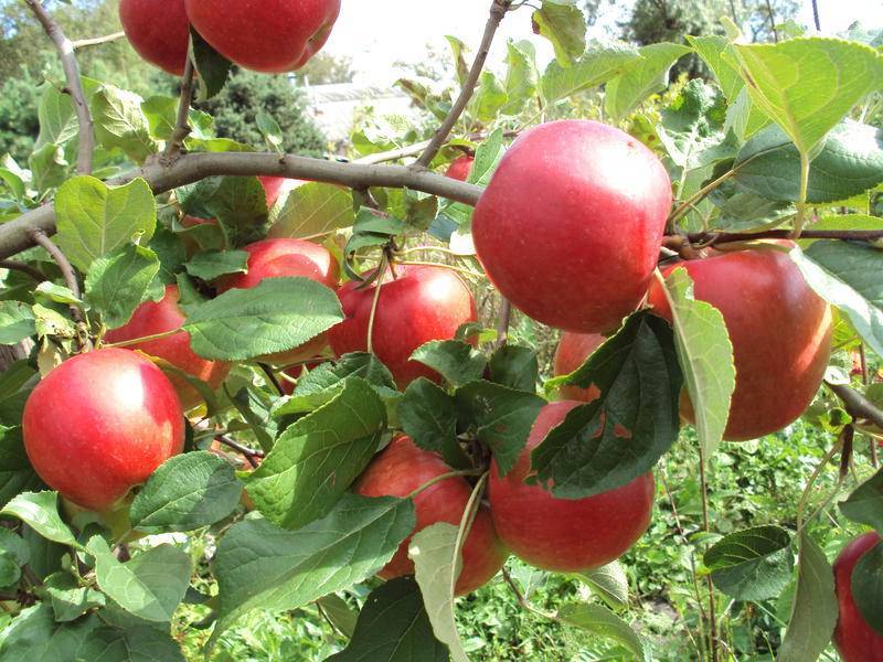 Сорт яблони веньяминовское: фото, отзывы, описание, характеристики.
