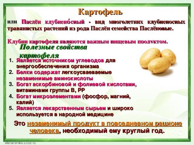 Вареный картофель - польза и вред для организма мужчины и женщины. полезные свойства и противопоказания