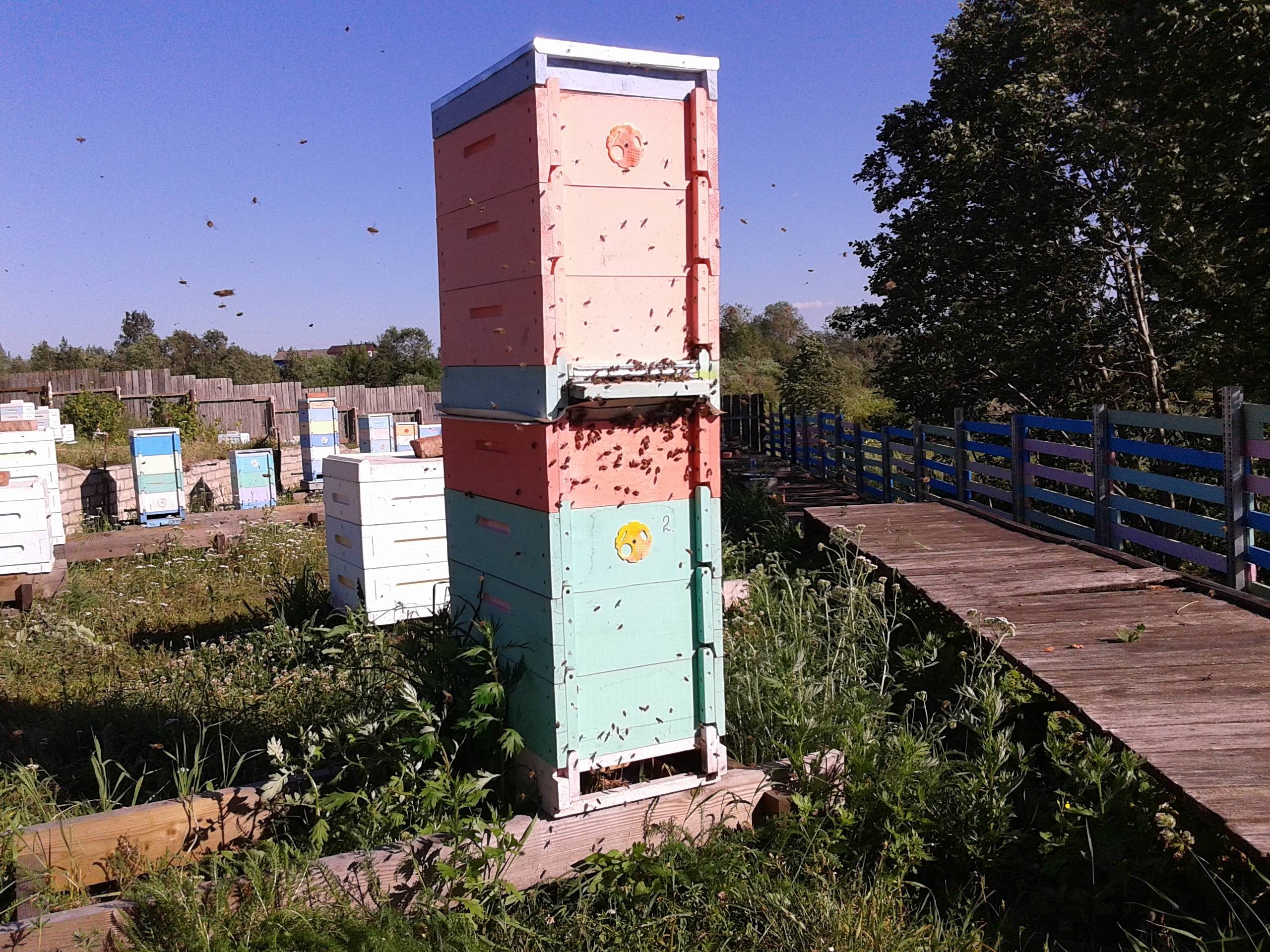 Улей для пчел из пенополистирола: плюсы и минусы, как сделать