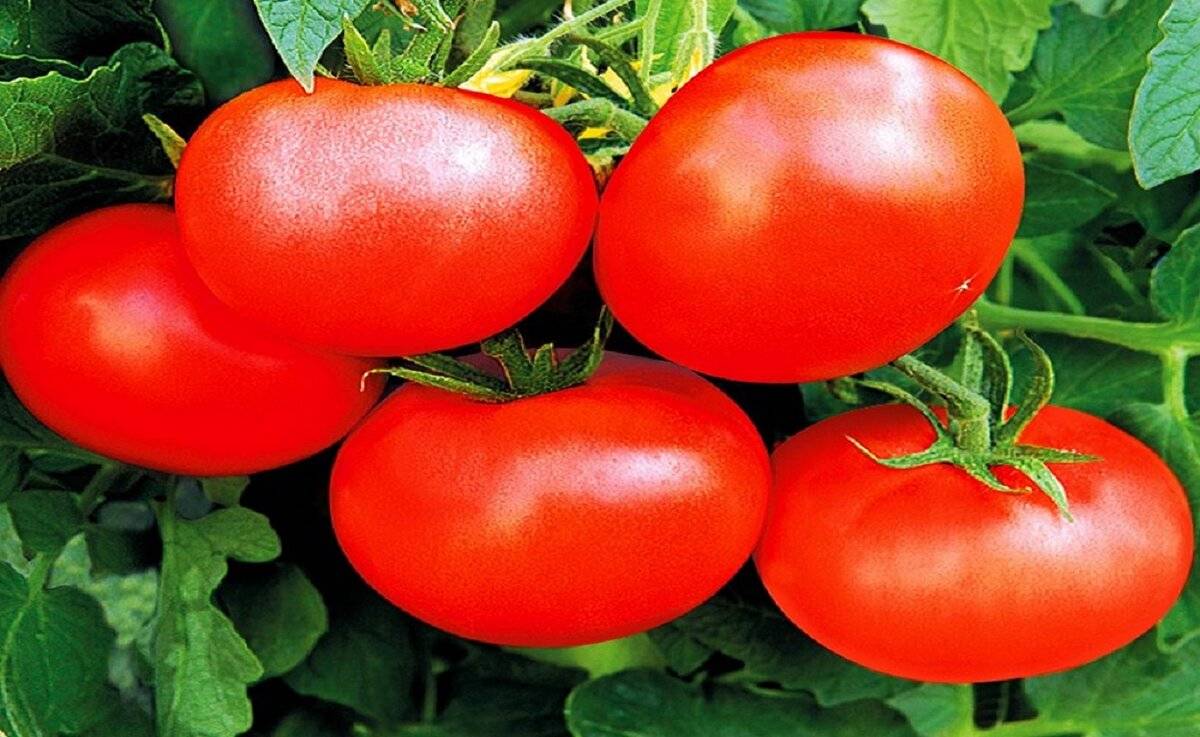 Лучшие сорта томатов для подмосковья: для открытого грунта и теплиц, устойчивые к фитофторе, низкорослые помидоры, черри +фото