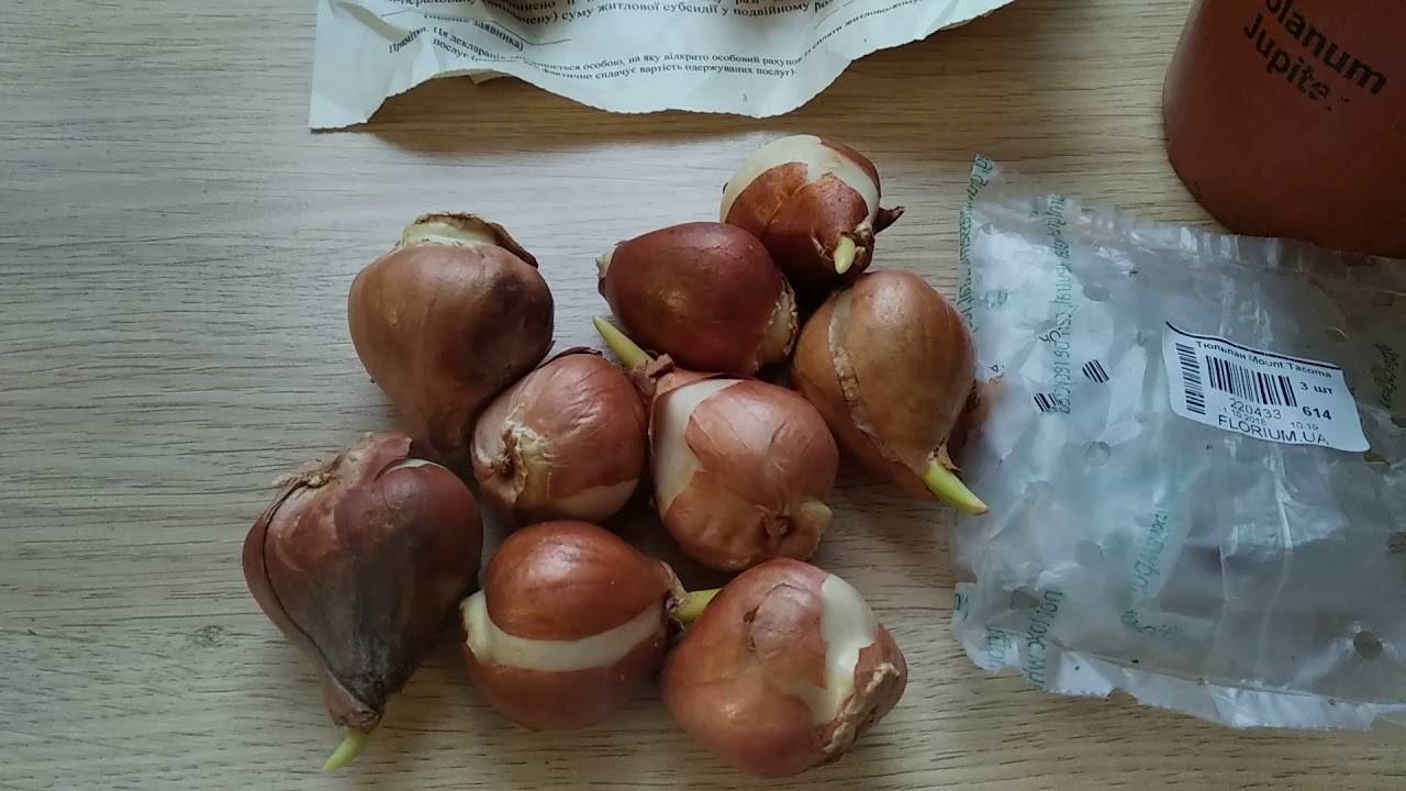 Как хранить луковицы тюльпанов до посадки в домашних условиях