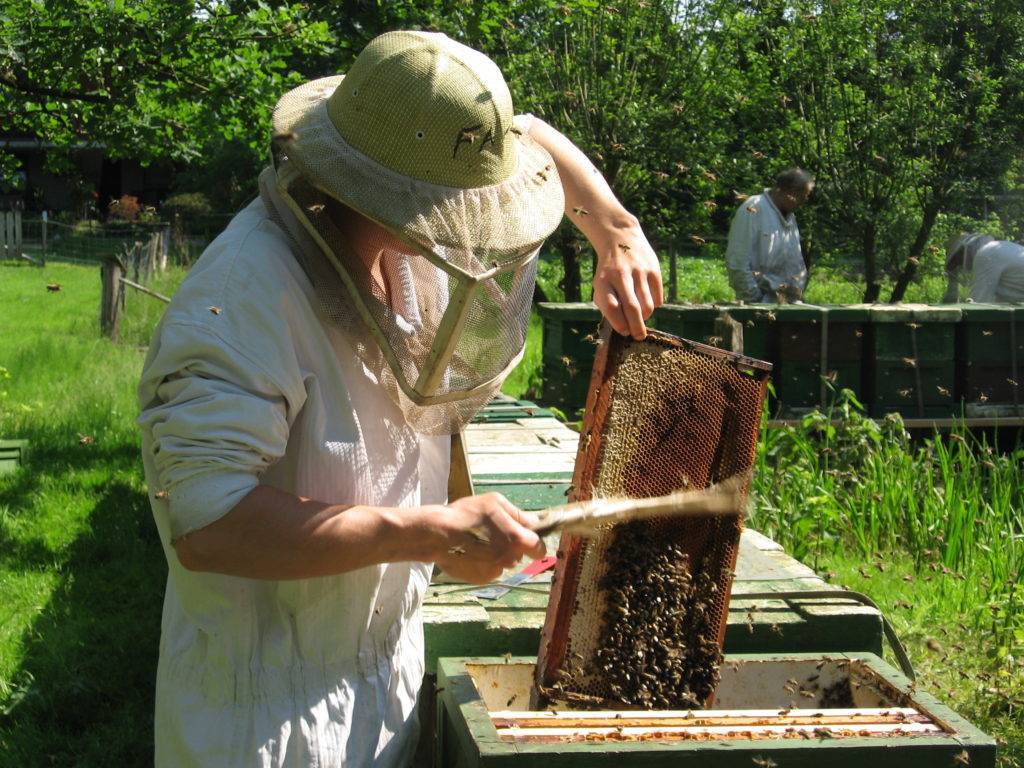 Разведение пчел в домашних условиях для начинающих