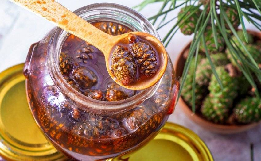 Сосновый мед: полезные свойства и способы приготовления