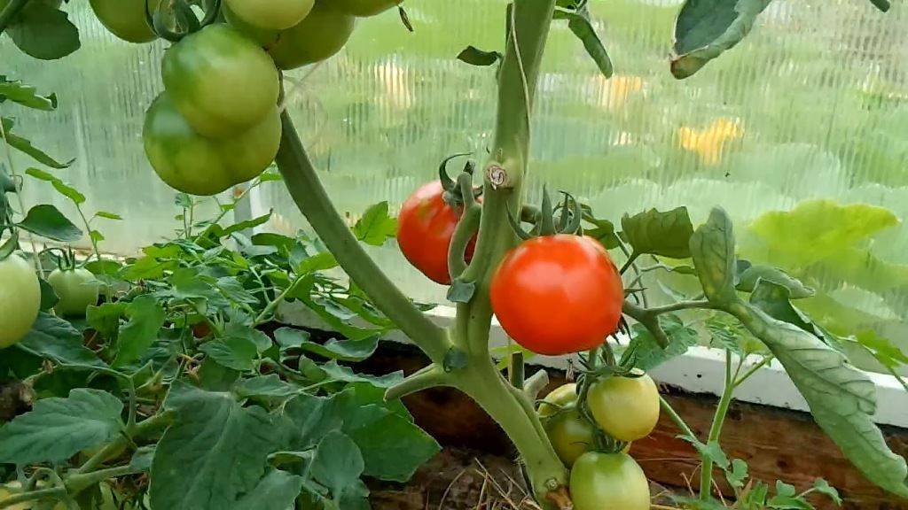 15 лучших сортов помидоров для теплиц - рейтинг 2021