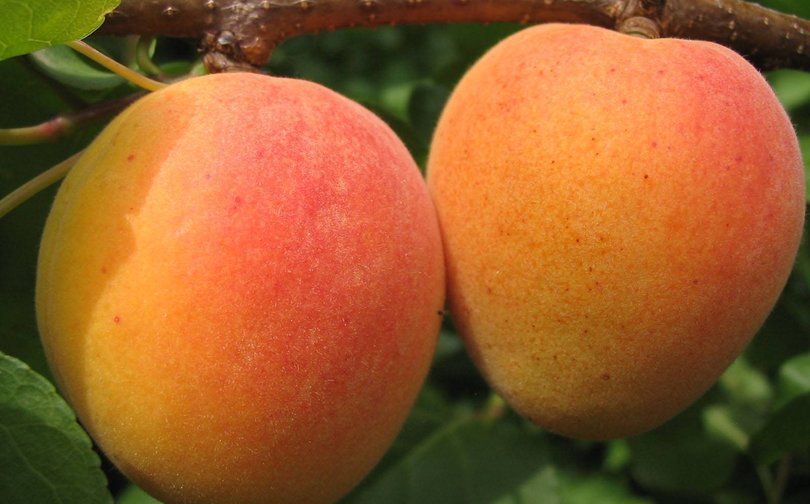 Описание и характеристика сорта абрикоса шалах ананасный и цурупинский, урожайность и выращивание
