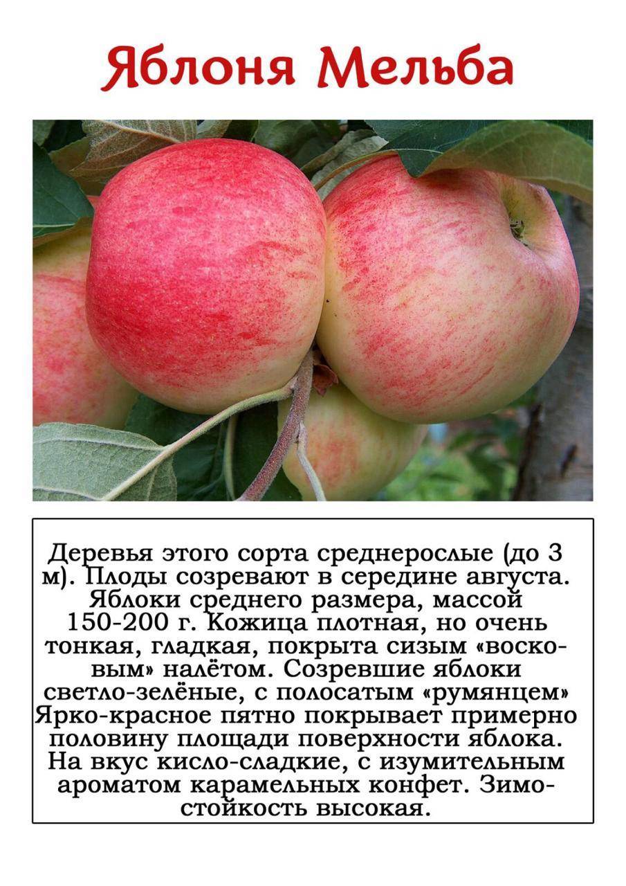 Яблоня мельба: описание сорта, фото яблок, важные характеристики, урожайность с дерева