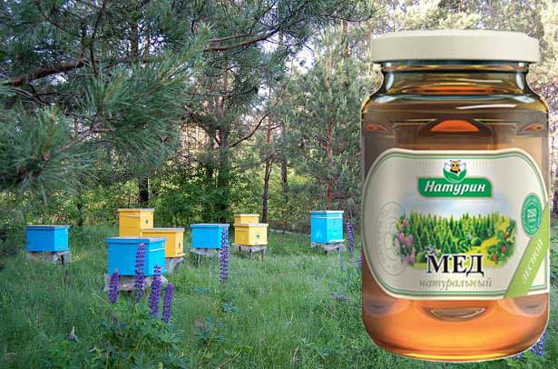 Лесной мёд, полезные свойства, состав, применение