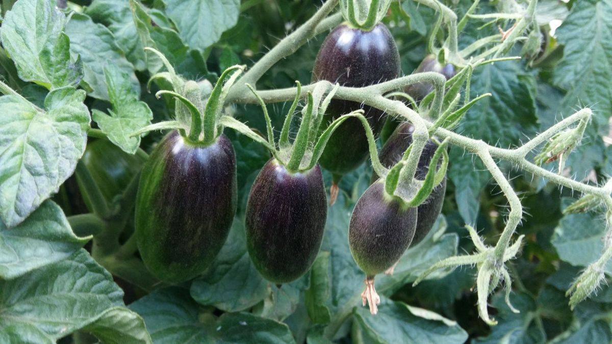 Описание томата серии гном бой с тенью, культивирование и выращивание сорта