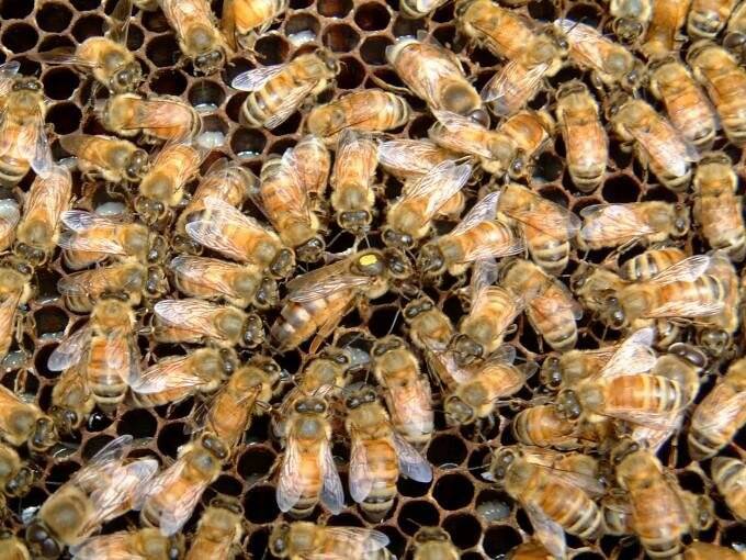 Описание пчел итальянской породы, их особенности и фото