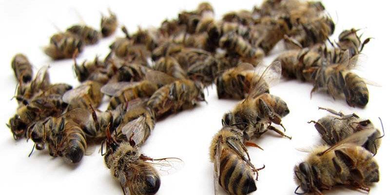 Лечебные свойства и применение пчелиного подмора