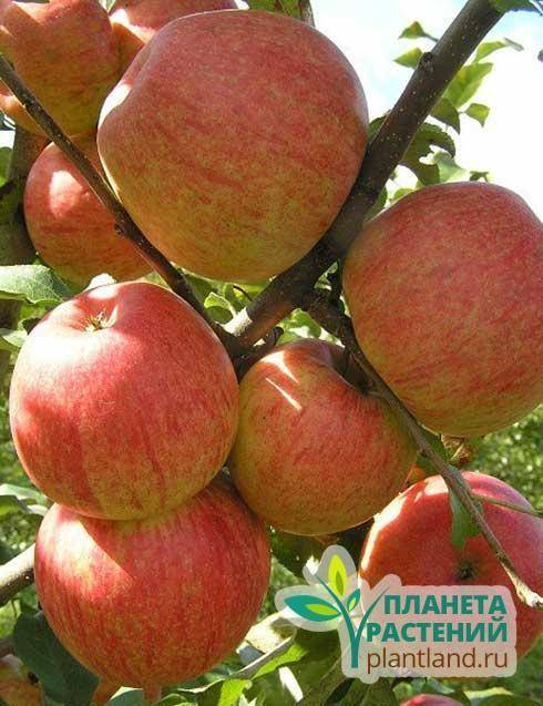 Высокий и стабильный урожай подарит сорт яблонь болотовский