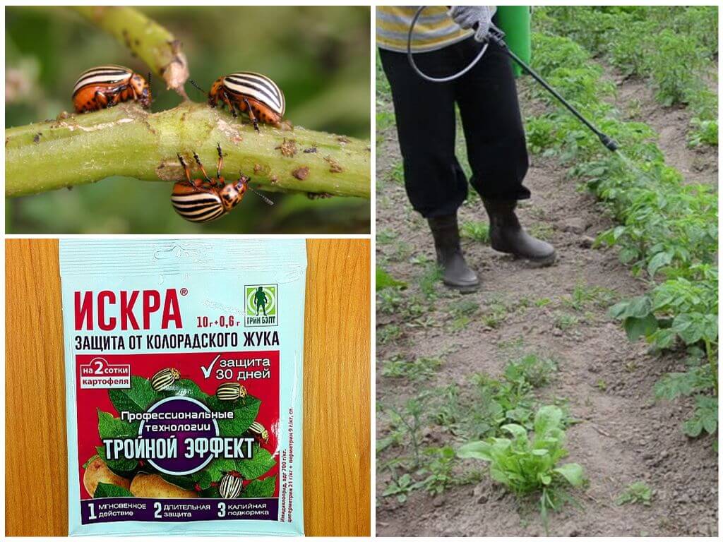 Деготь от колорадского жука: свойства, приготовление и использование на огороде