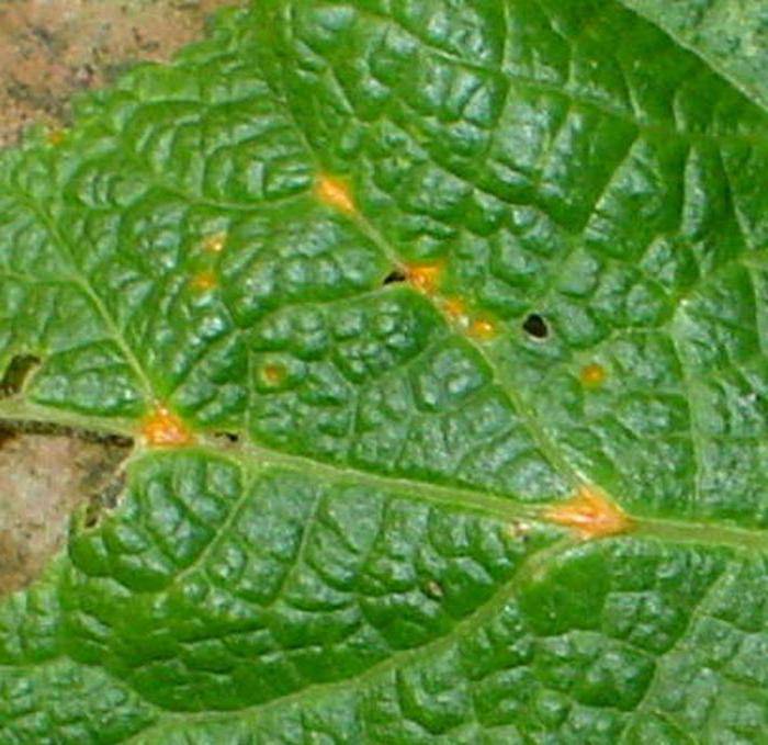 Болезни листьев у кабачков: описания с фото, лечение