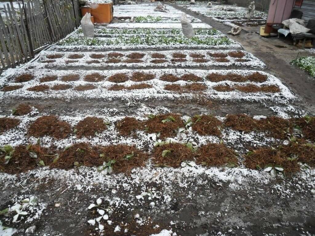 Как правильно укрыть клубнику на зиму для хорошего урожая