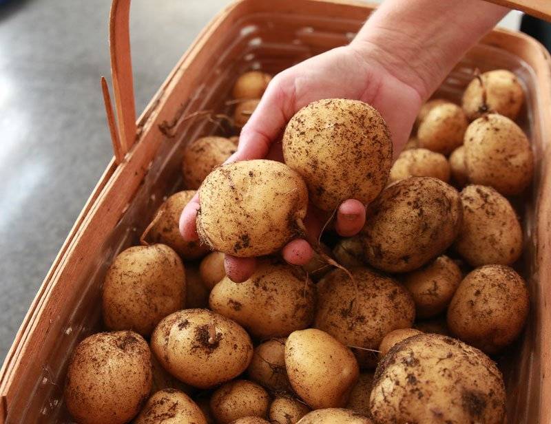Вырастить картофель рассадой в 2022 – это просто!