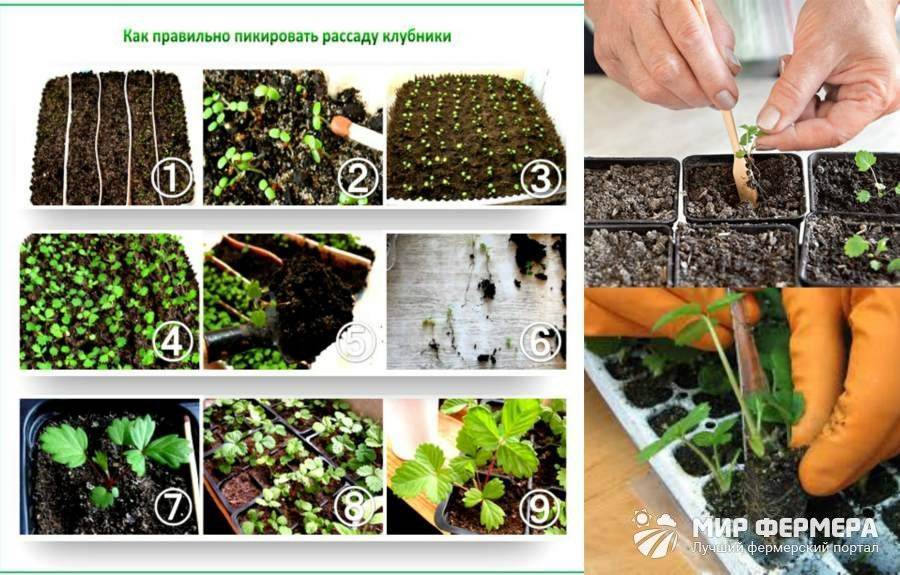 Рассада клубники – как вырастить из семян в домашних условиях