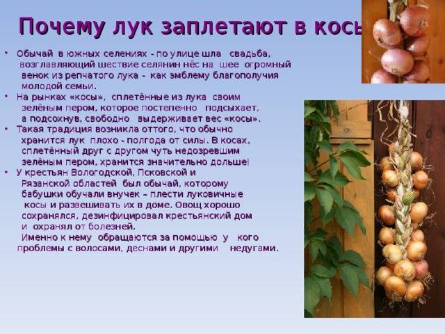 Как плести лук в косы для хранения: способы, как правильно хранить лук зимой, фото