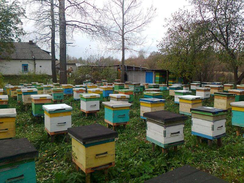 Пчеловодство как бизнес: с чего начать новичку?