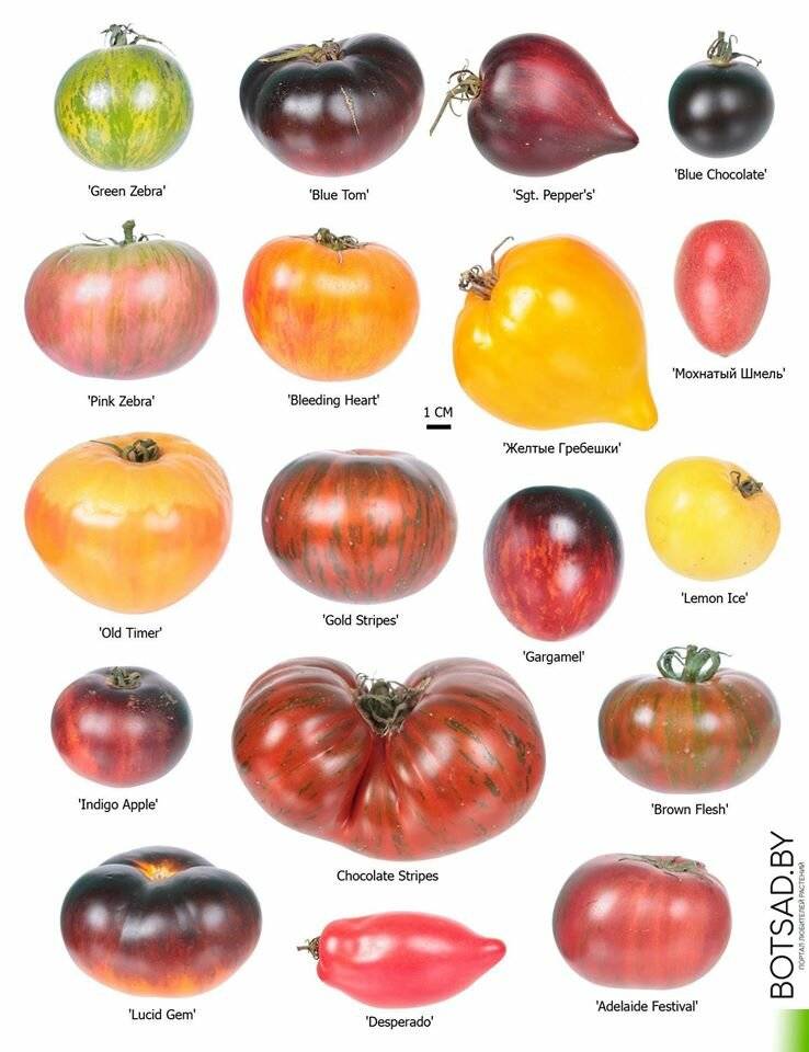 Лучшие сорта томатов по отзывам на 2022 год