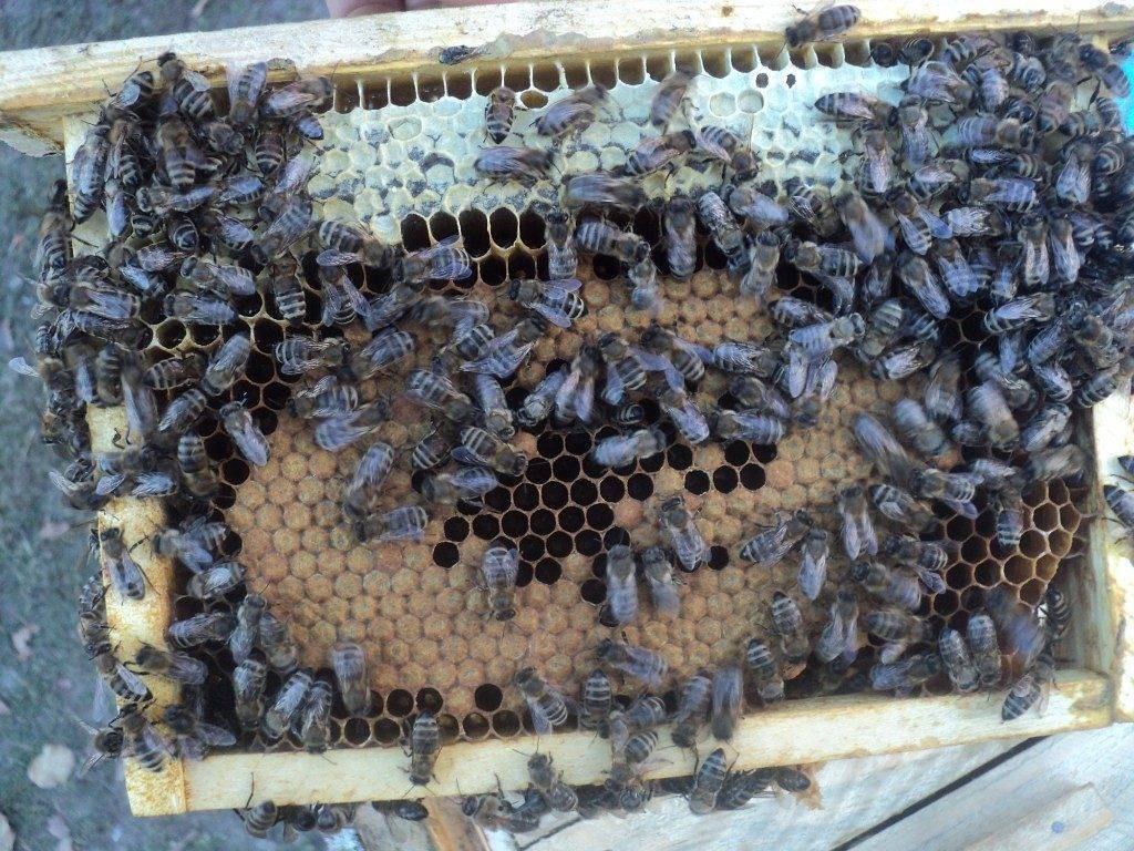 Пчелиная порода карника характеристика и происхождение