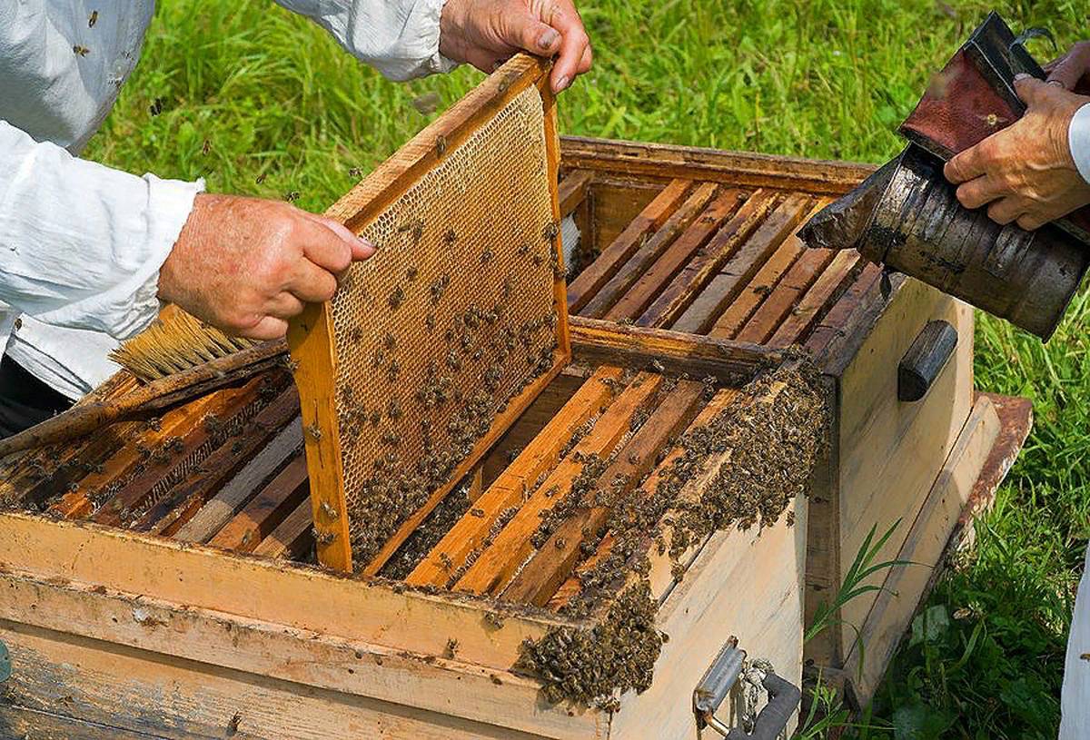 Бизнес пчеловодство: как начать, подробный разбор
