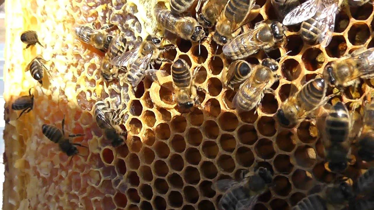 Плодовитость пчелиной матки