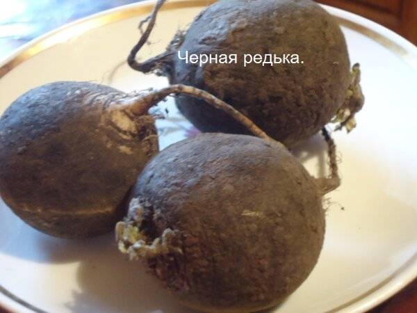 Редька черная и здоровье: максимум пользы, минимум вреда