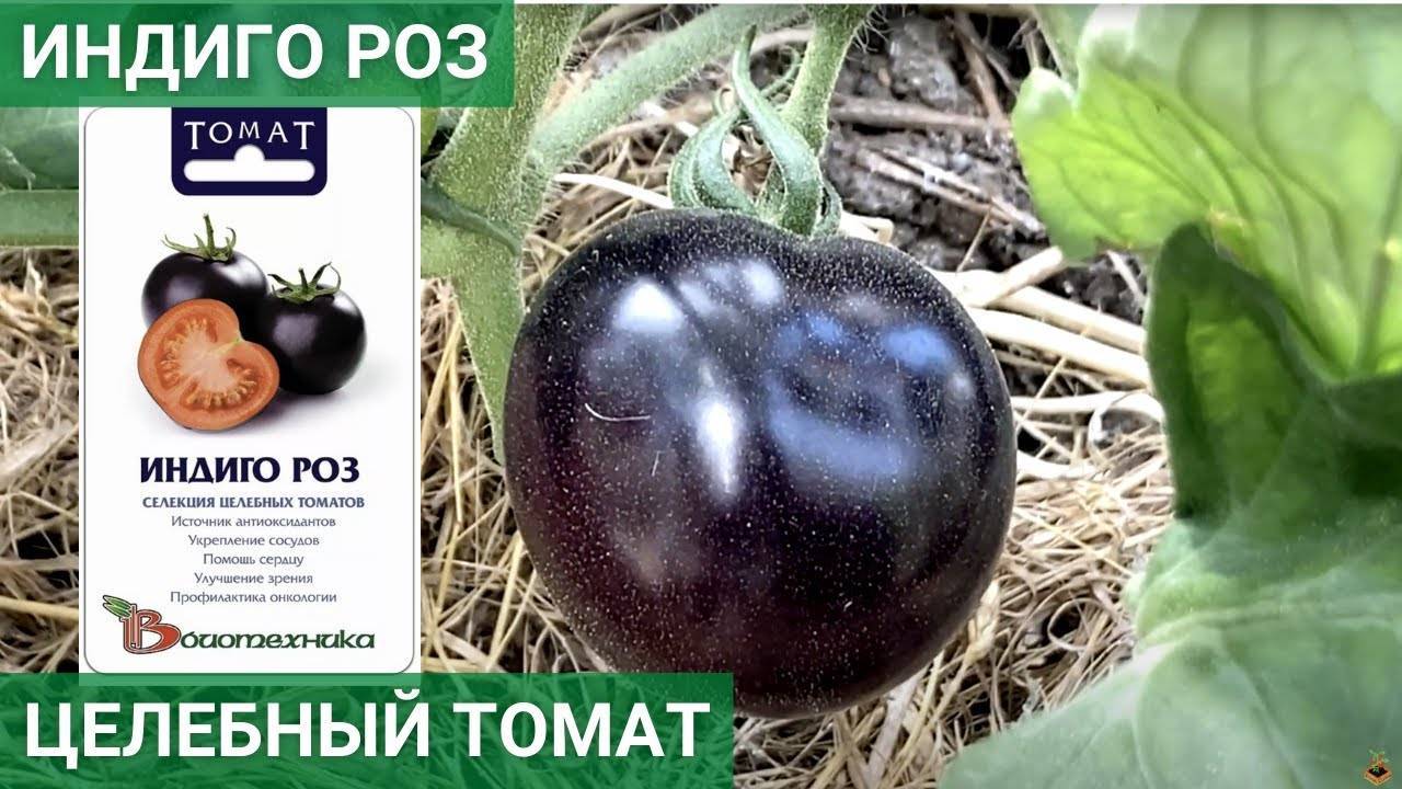 Томат индиго роуз: описание сорта помидора и правила ухода