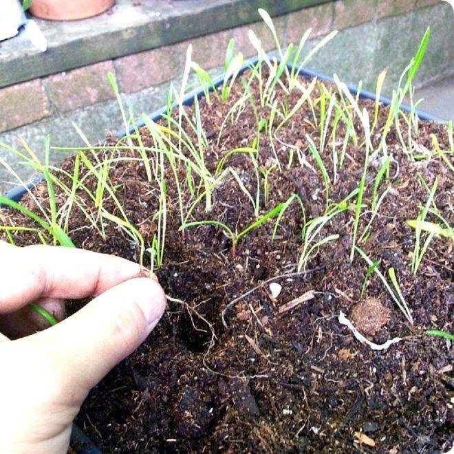 Гацания - выращивание из семян в домашних условиях, как и когда сеять (фото)